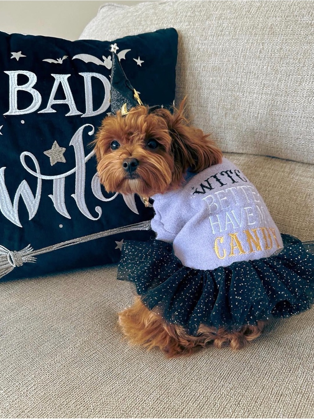 Halloween dress for small cat or dog size Small